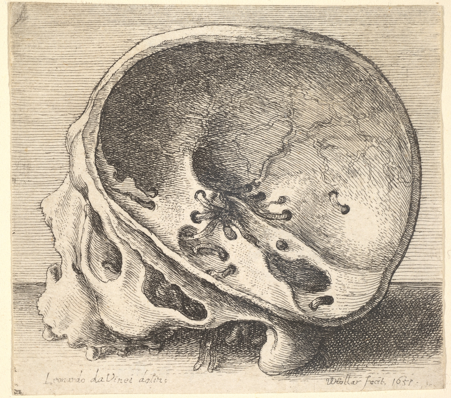 etched print of skull